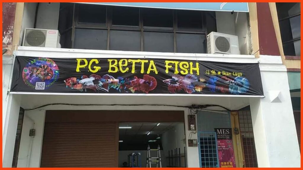 kedai pancing ipoh pg betta fish