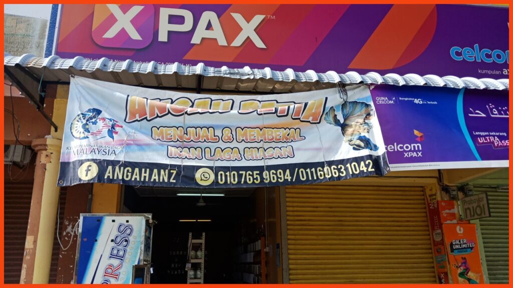 kedai aquarium kuantan angah anz betta