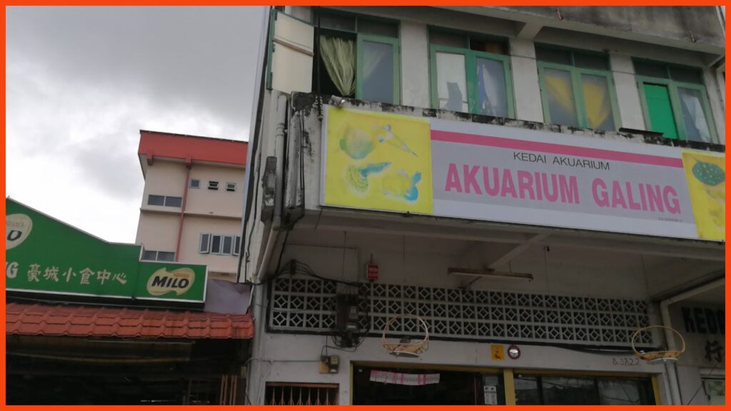 kedai aquarium kuantan galing aquarium