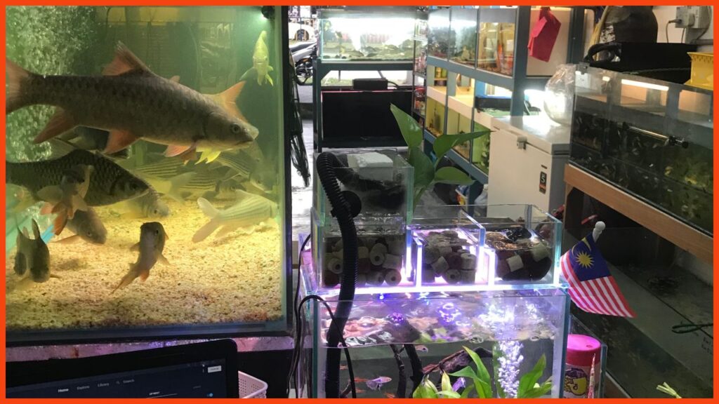 kedai aquarium gombak gombak fish garage cafe’