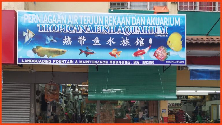 kedai aquarium kajang tropicana fish aquarium