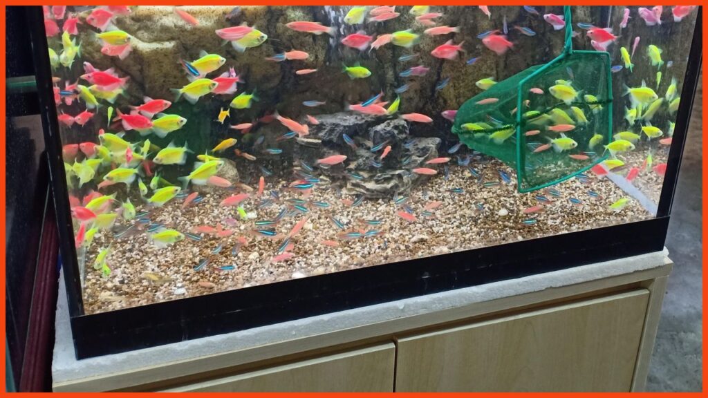 kedai aquarium kajang winson aquarium & pets shop