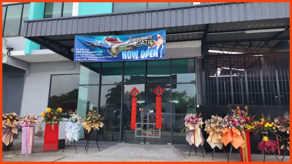 kedai aquarium klang beebies shrimp aquatic pets