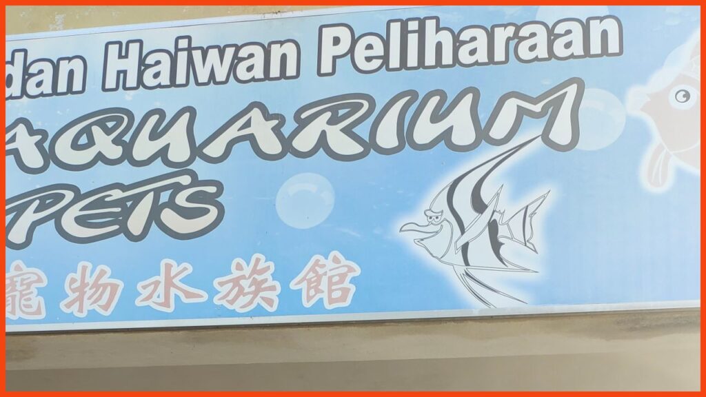 kedai aquarium melaka steven aquarium n pets