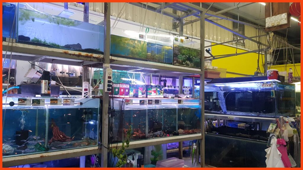 kedai aquarium penang funta world aquatic & pets