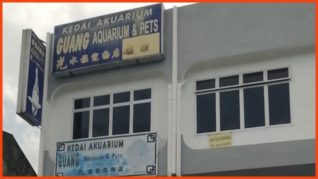 kedai aquarium seremban guang aquarium pets