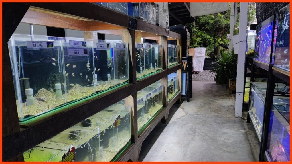 kedai aquarium shah alam gardenroad betta & aquascapes