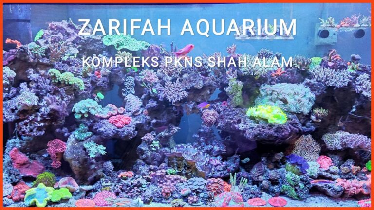 kedai aquarium shah alam zarifah aquarium